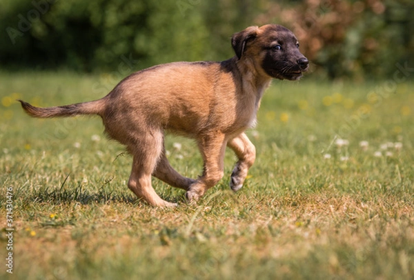 Fototapeta Windsprite Welpe