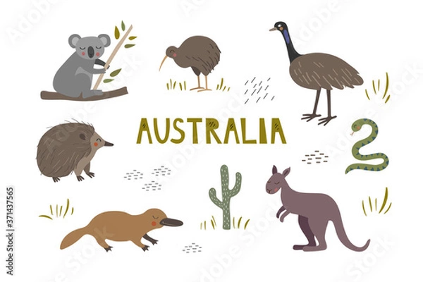 Fototapeta Cute hand drawn set with australian animals. Kangaroo, koala and platypus. Kiwi, echidna and ostrich.