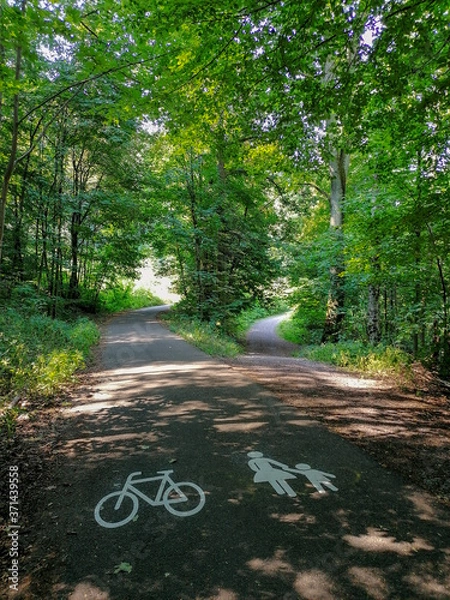 Fototapeta path in the forest