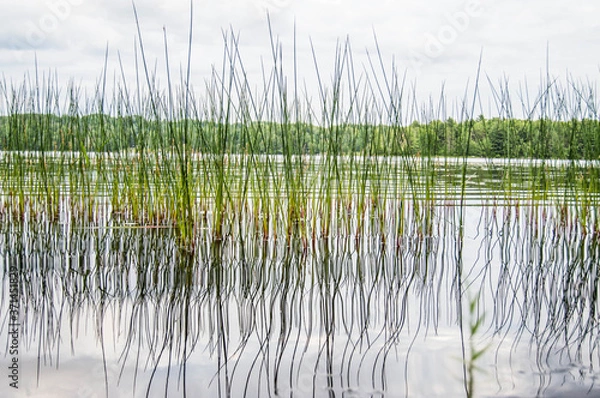 Obraz Acuatic plants