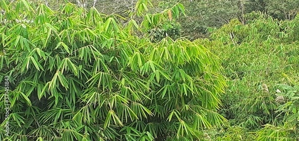 Fototapeta green grass background