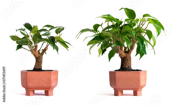 Obraz growth of ficus benjamin bonsai before and after isolated on white background