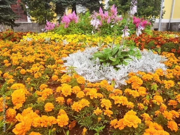 Fototapeta colorful flowers in the garden