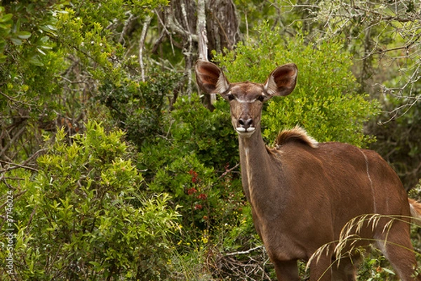 Obraz Kudu Weibchen im Busch