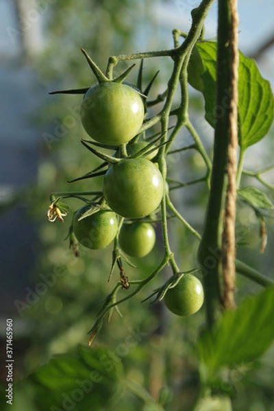 Obraz Pomidory w szklarni.