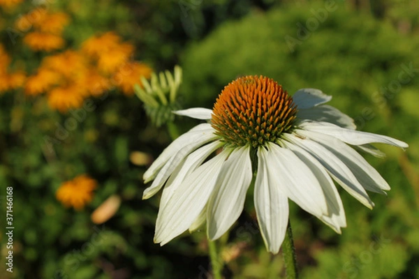 Obraz Jeżówka biała (Echinacea).