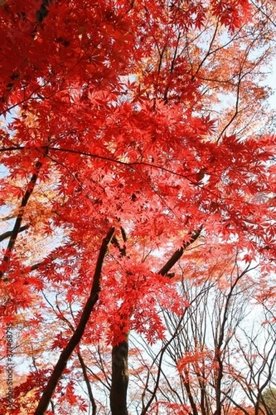 Fototapeta 형형색색의 아름다운 가을 단풍