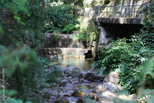 Obraz Forêt de fleuve