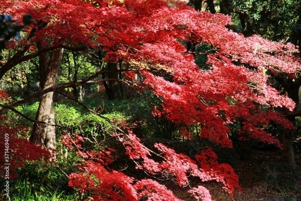 Fototapeta 형형색색의 아름다운 가을 단풍