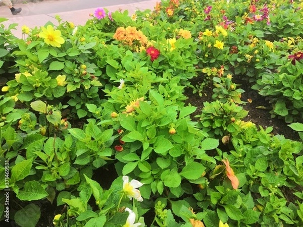 Fototapeta red and yellow flowers