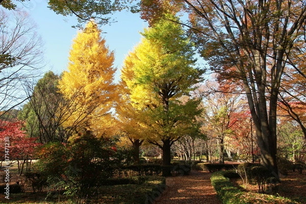 Fototapeta 가을의 노란 은행나무 단풍