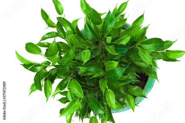 Obraz green ficus isolated on white background