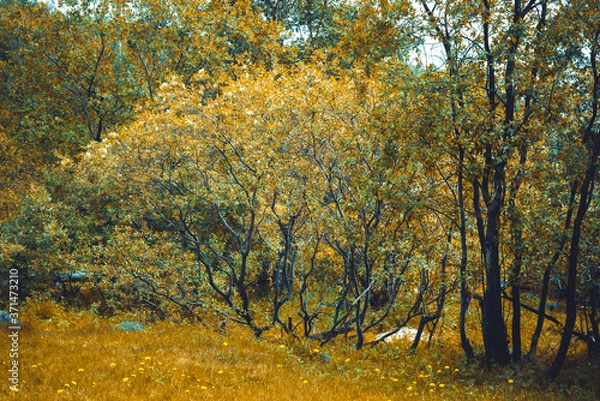 Obraz orange colored forest landscape view