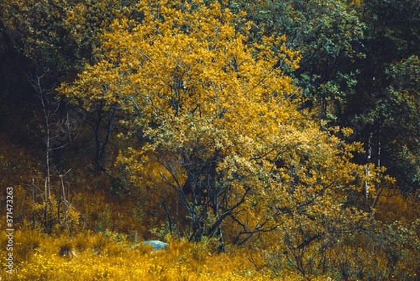 Obraz colored autumn in the forest