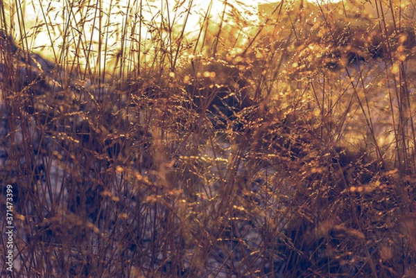 Obraz golden sunset throught the hight grass