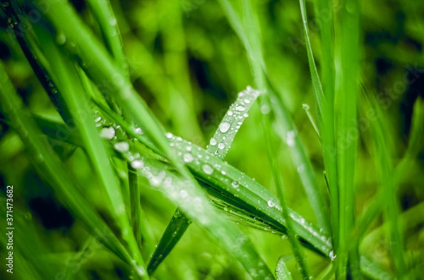Obraz green grass with dew drops after rain