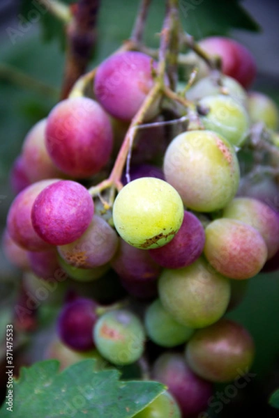 Obraz grapes on the vine