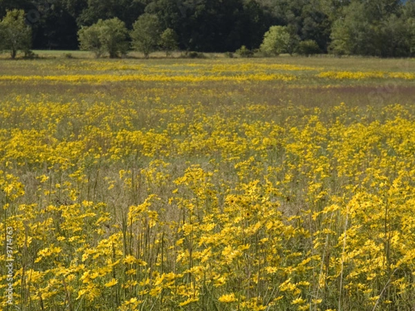 Obraz Field of yellow flowers