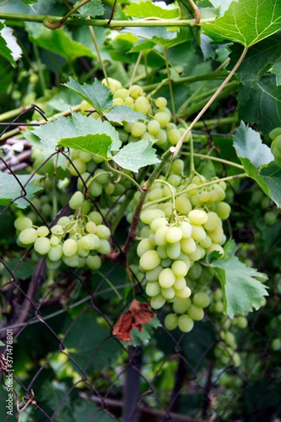 Fototapeta grapes on vine