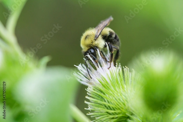 Obraz Bumblebee on Burdock Flowers in Summer