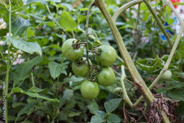 Fototapeta cherry tomatoes