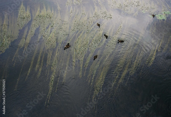 Fototapeta Top view of ducks swimming in a pond with underwater plants growing in it