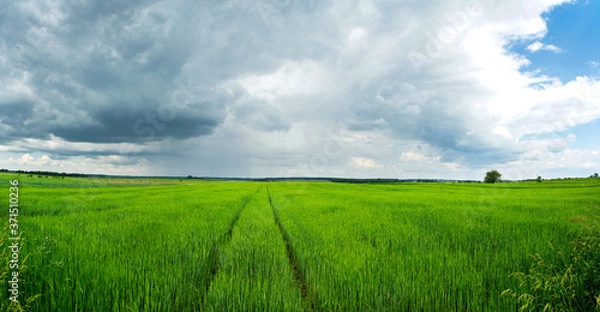 Obraz 
green field panorama