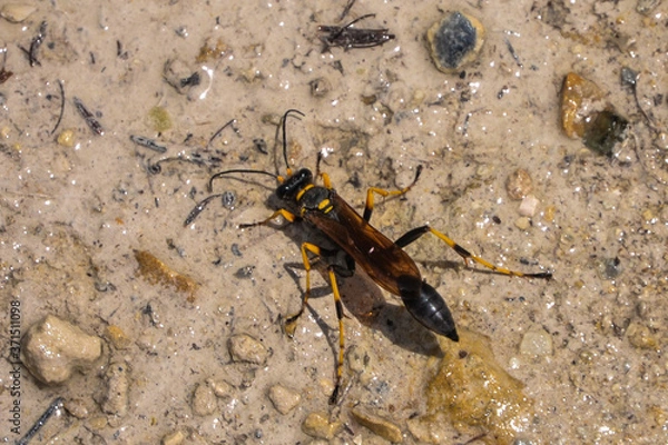 Obraz Black and yellow Mud Dauber