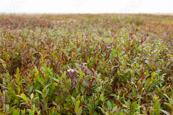 Obraz 野生の植物が広がる野原