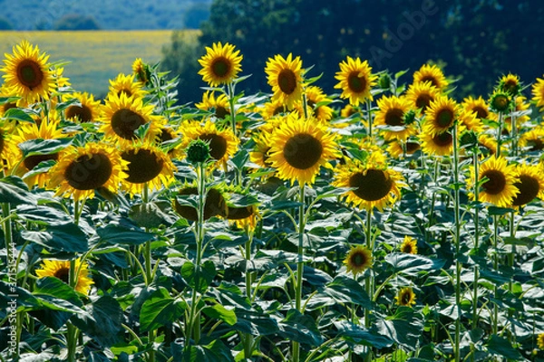 Obraz field of sunflowers