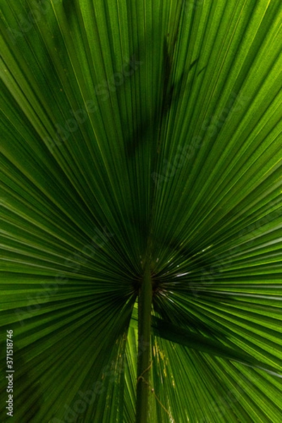 Fototapeta tropical palm leaf background