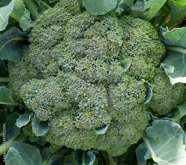 Fototapeta broccoli in the garden