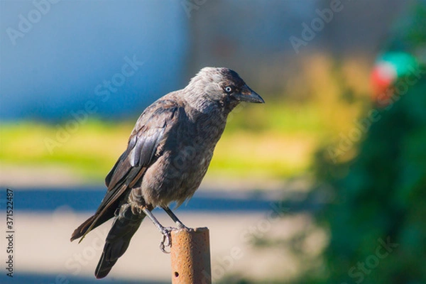 Obraz The western jackdaw (Coloeus monedula), European jackdaw, black bird in the crow family, sitting on a pole on a colored background, animals, nature