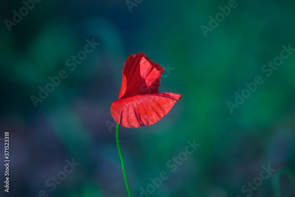 Obraz Red wild poppies among grass, red flowers on a blue background, nature, beauty, macro, closeup

