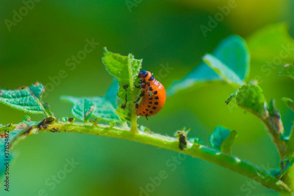Obraz Colorado beetle larva, potato leaves worm, pest, insect, nature, macro closeup