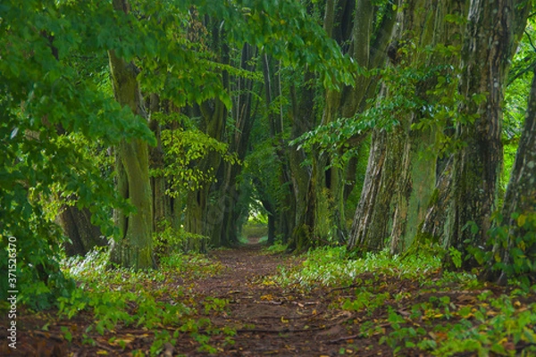 Obraz Landscape, path in the old forest, greenery, big trees, nature, tangled trunks and branches, summer, bark