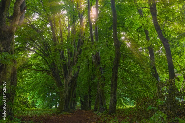 Fototapeta Landscape, path in the old forest, greenery, big trees, nature, tangled trunks and branches, summer, bark