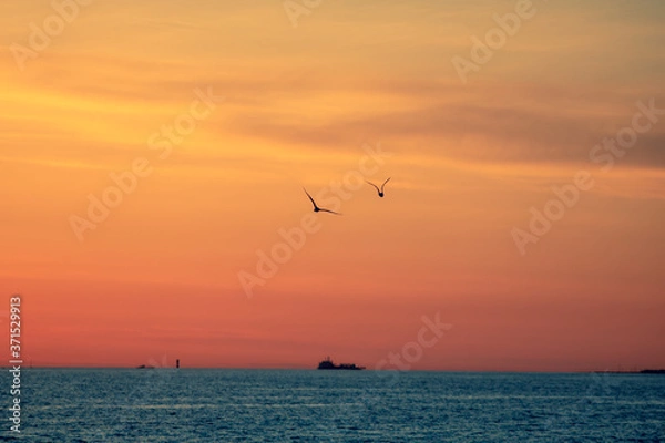 Fototapeta seagulls at sunset