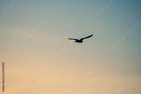 Fototapeta plane in the sky