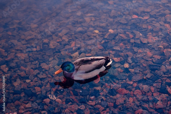 Obraz frog in the water