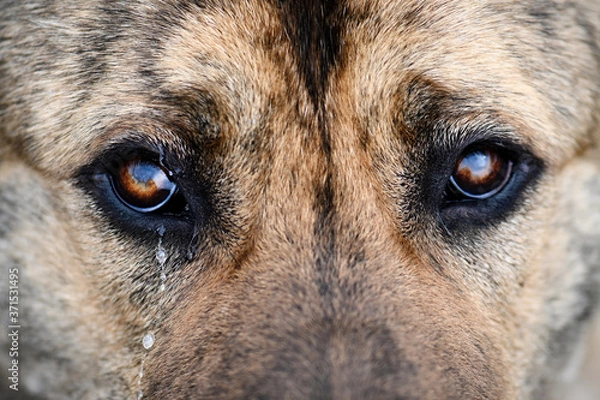 Fototapeta Middle-Asian shepherd close-up brown, looks wistfully and cries. Sad dog with tears in his eyes. A large breed dog looks sad with a tear in its eye. Brown dog eyes close up