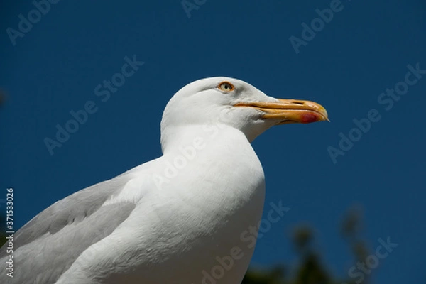 Fototapeta Möve, Portrait