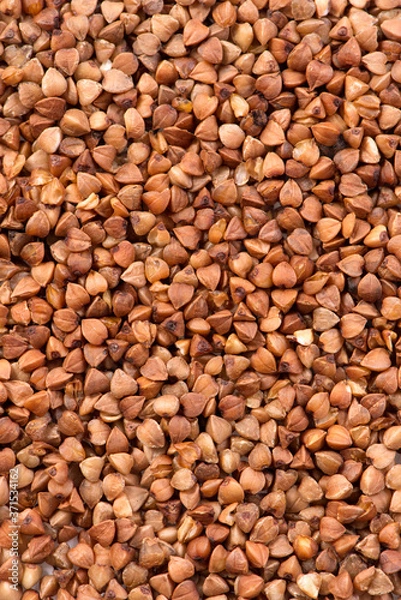 Obraz fresh buckwheat. dry buckwheat background. buckwheat texture. brown buckwheat is scattered on the surface