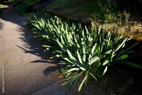 Obraz cactus in the sand