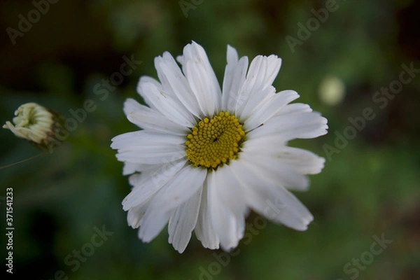 Obraz white daisy flower