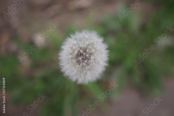 Obraz dandelion in the grass