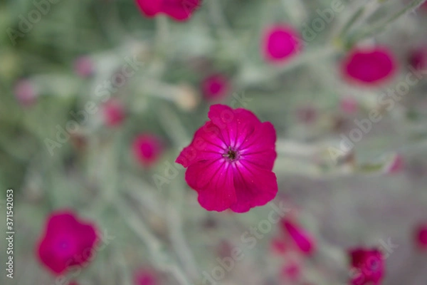 Obraz pink cosmos flowers