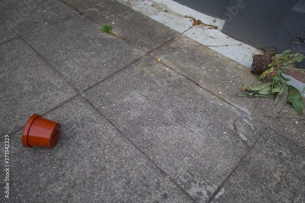 Fototapeta plant pot