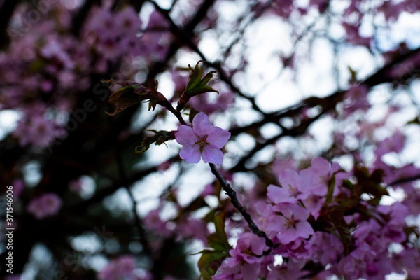 Obraz pink cherry blossom