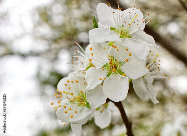 Obraz Close Up of American Plum Tree Flowers